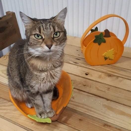 Un chat est confortablement installé dans une corbeille et nous observe